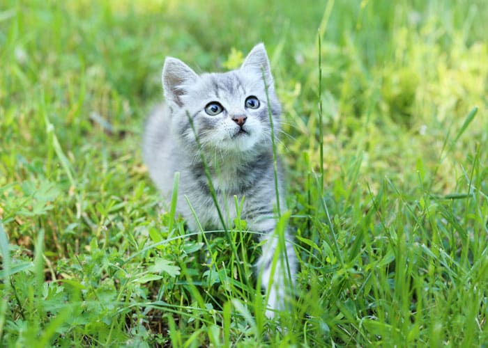 Kitten in the grass — Elk Meadow Animal Hospital